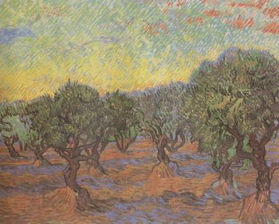 Vincent Van Gogh Olive Grove:Orange Sky (nn04) France oil painting art